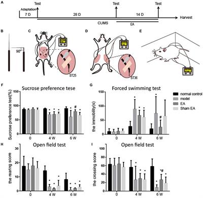 Electroacupuncture regulates gut microbiota to reduce depressive-like behavior in rats